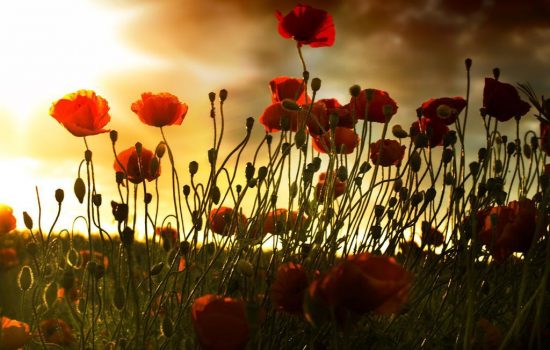 Transilvania Healing Centre, Medicina Bioelectromagnetica