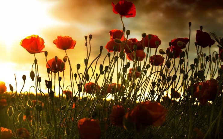 Transilvania Healing Centre, Medicina Bioelectromagnetica