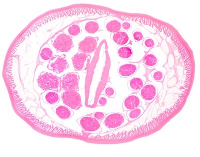 Transilvania Healing Centre, Medicina Bioelectromagnetica