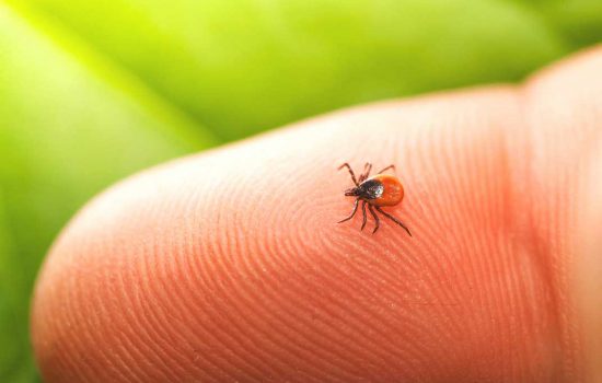 Medicina Integrativă - Abordarea Completă a Sănătății Tale