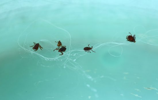 Boala Lyme- metode bioelectromagnetice de diagnostic