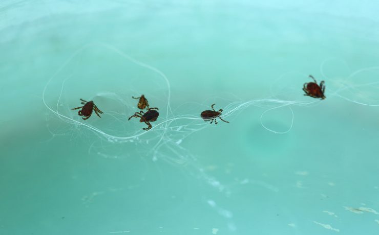 Boala Lyme- metode bioelectromagnetice de diagnostic